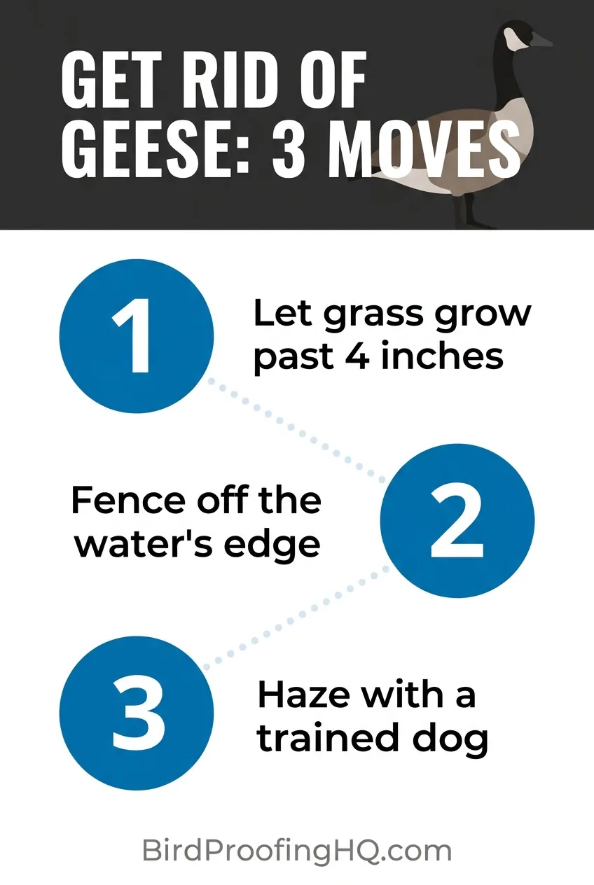 Get rid of geese in three moves: let grass grow past 4 inches, fence off the water's edge, and haze with a trained dog