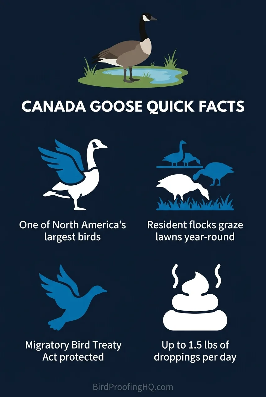 Canada goose quick facts: one of North America's largest birds, resident flocks graze year-round, Migratory Bird Treaty Act protected, up to 1.5 lbs of droppings per day