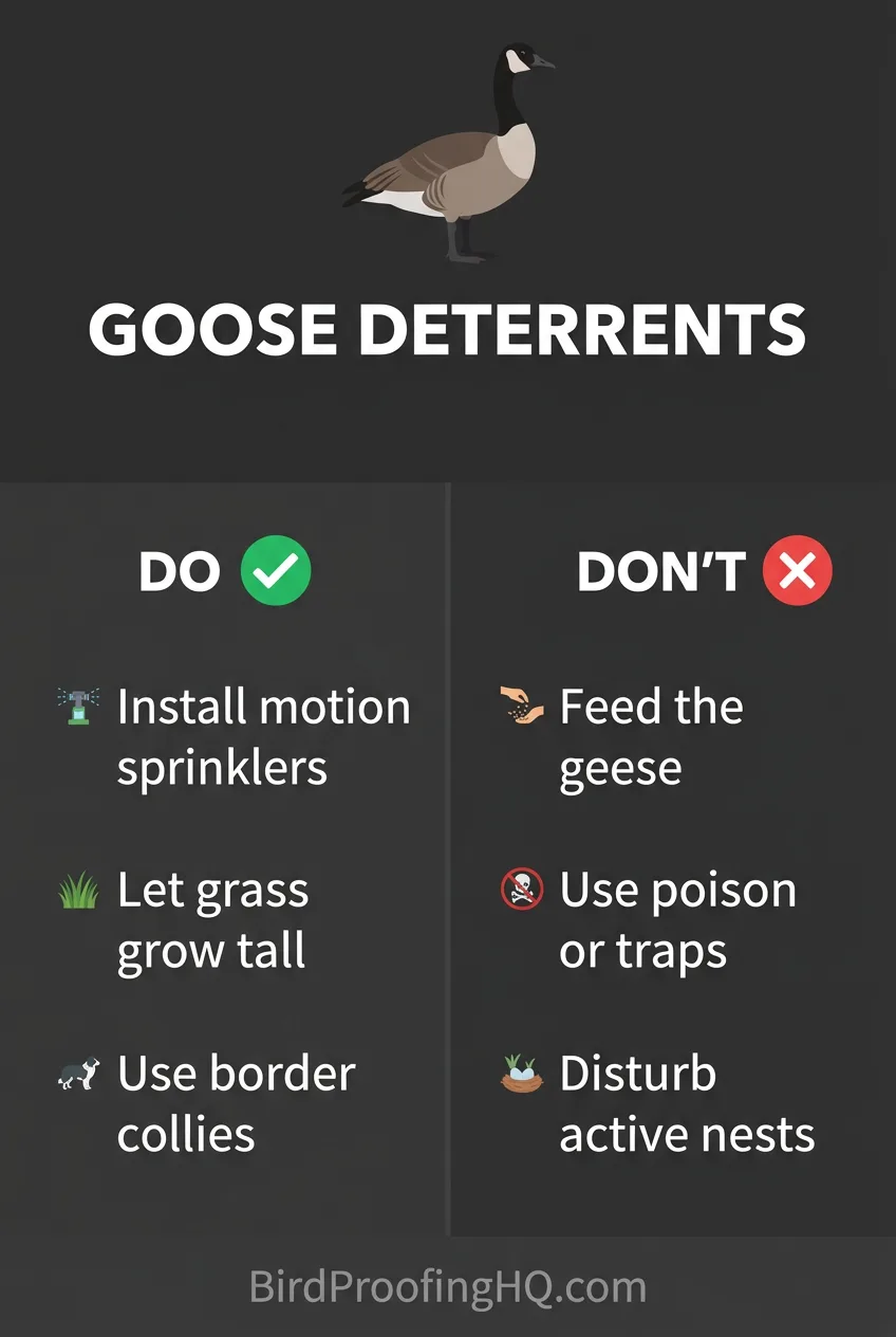 Goose deterrents. Do: install motion sprinklers, let grass grow tall, use border collies. Do not: feed geese, use poison, disturb nests