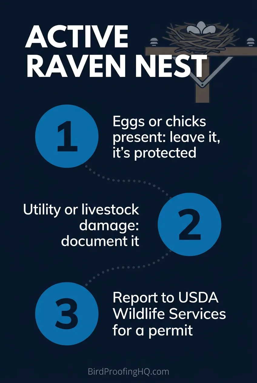 Steps for an active raven nest: if it has eggs or chicks leave it, document any utility or livestock damage, report it to USDA Wildlife Services for a permit