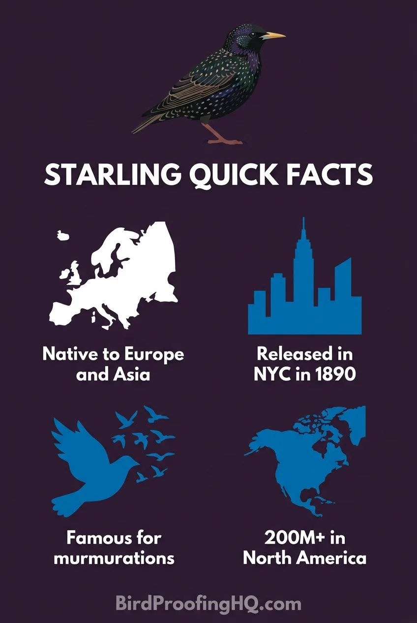 Starling quick facts: native to Europe and Asia, released in NYC in 1890, famous for murmurations, and over 200 million across North America