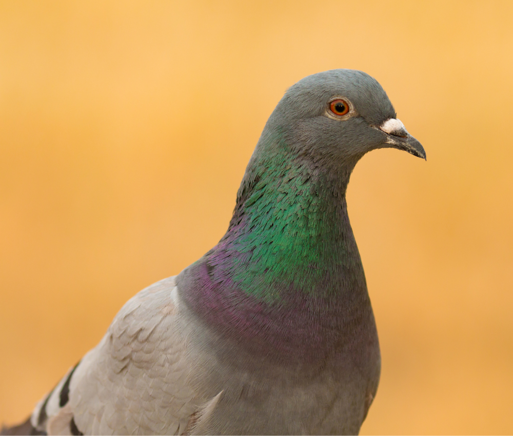 How to Get Rid of Pigeons