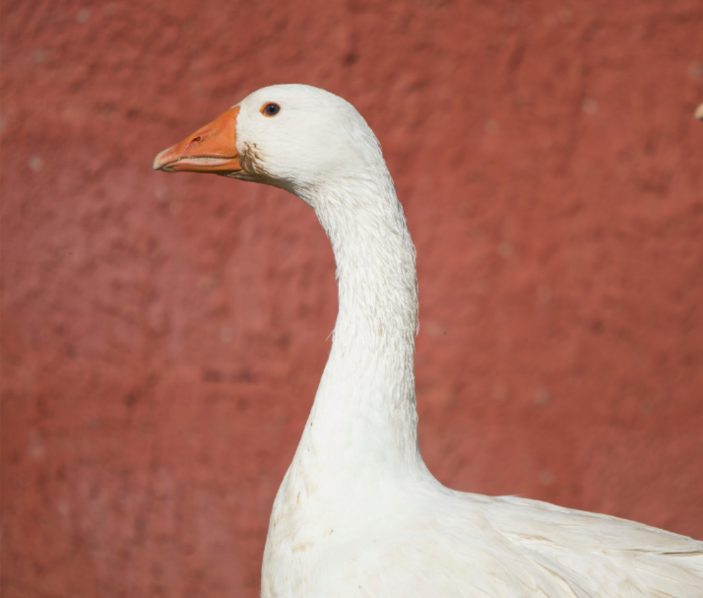 How to Get Rid of Geese