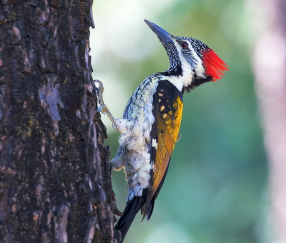 How to Get Rid of Woodpeckers
