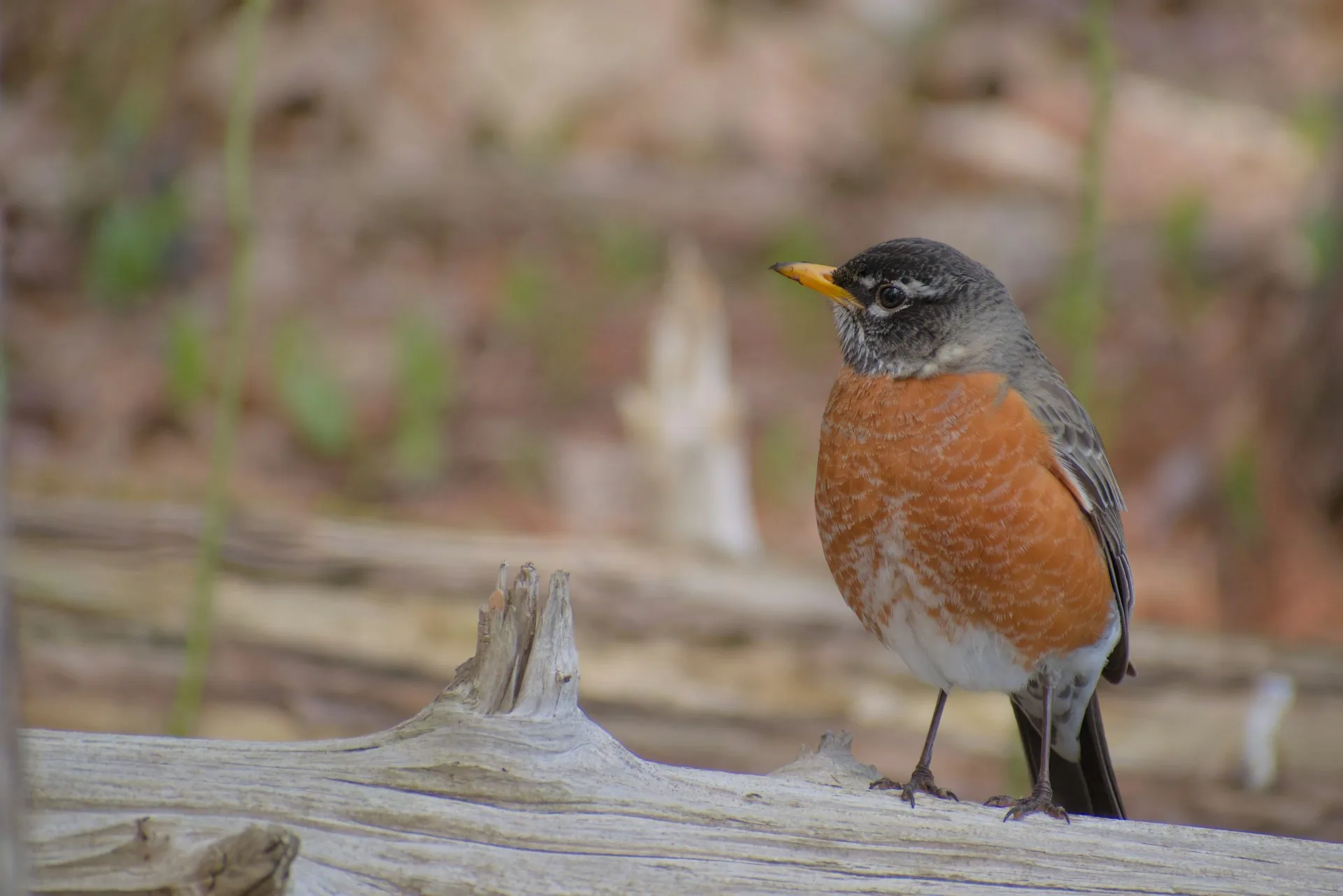 American Robin on a log