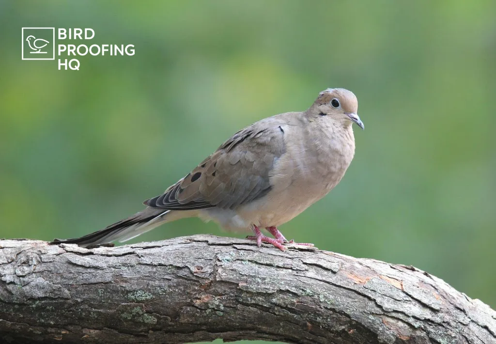 How to Get Rid of Doves