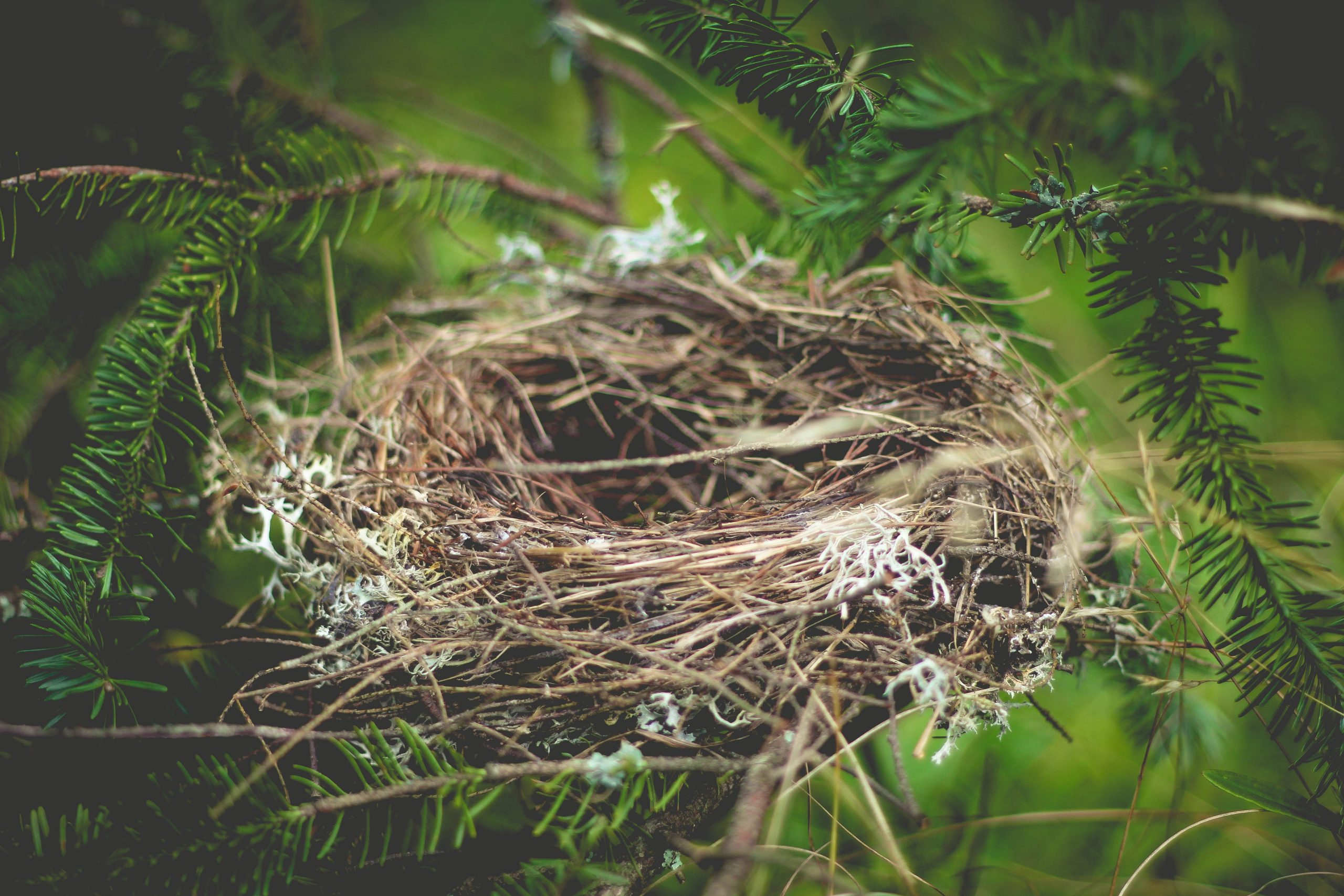Bird Nests