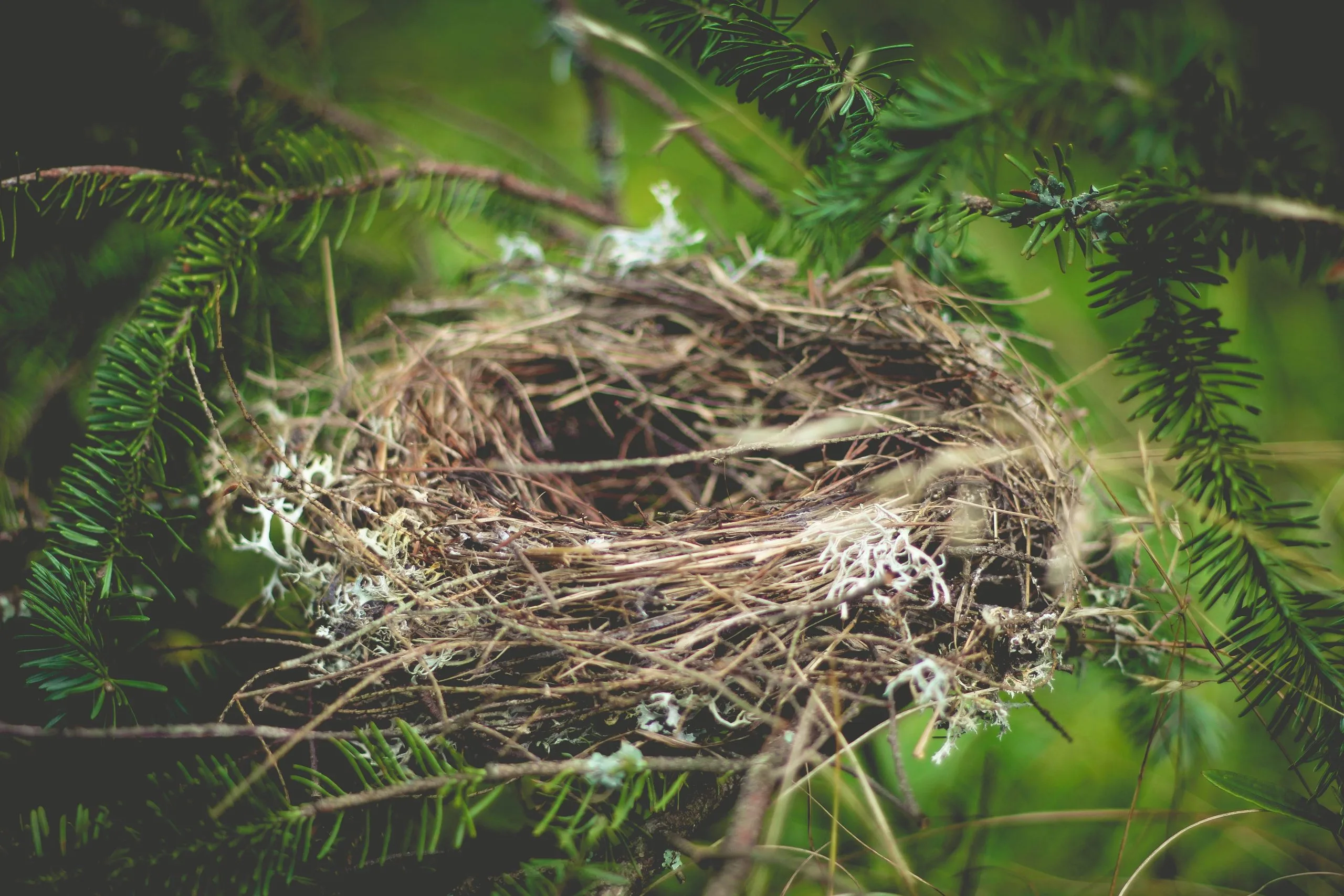 Bird Nests