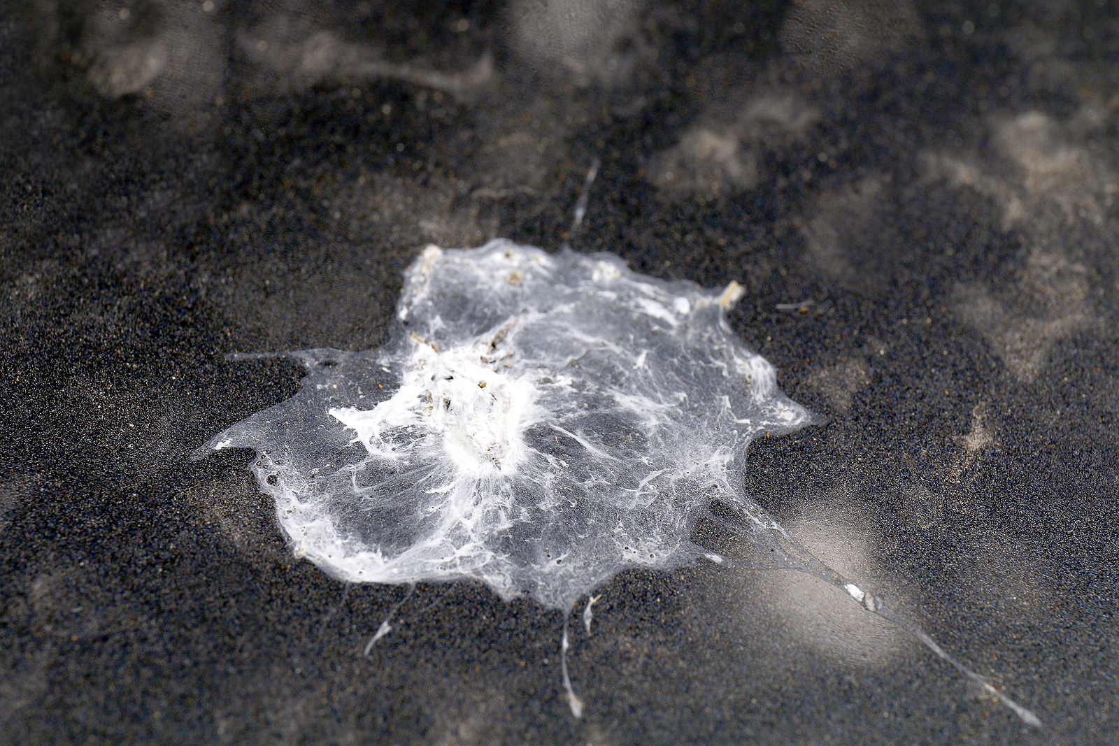 Bird Poop