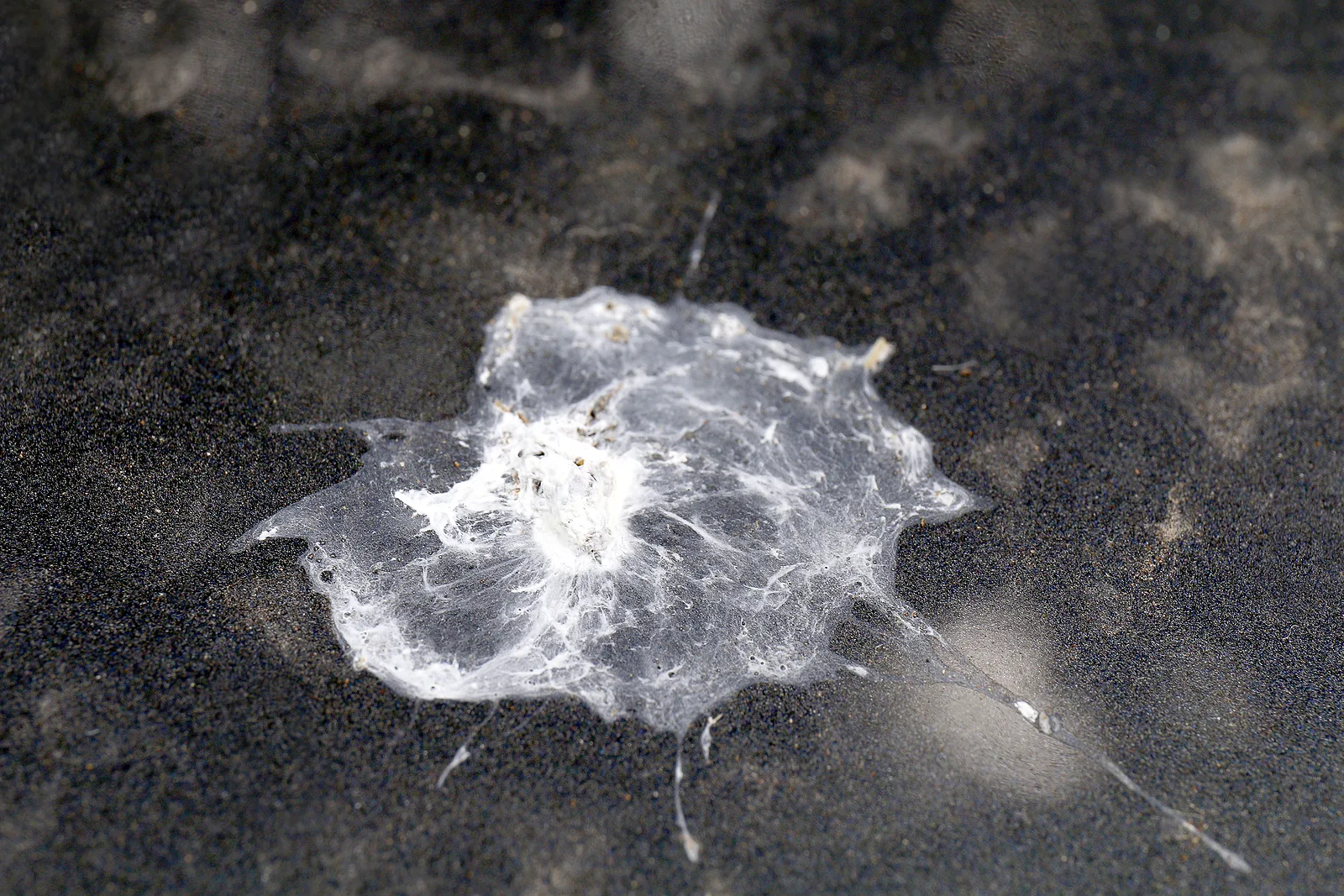 Bird Poop