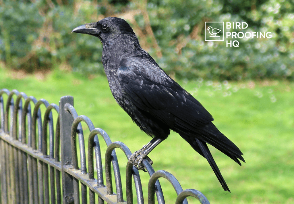 Crow