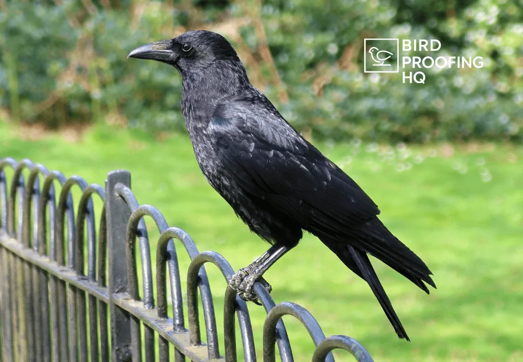 How to Get Rid of Crows (5 Proven Methods That Work)