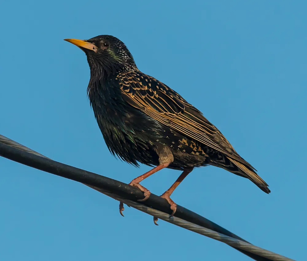 How to Get Rid of Starlings (Before They Take Your Feeders)