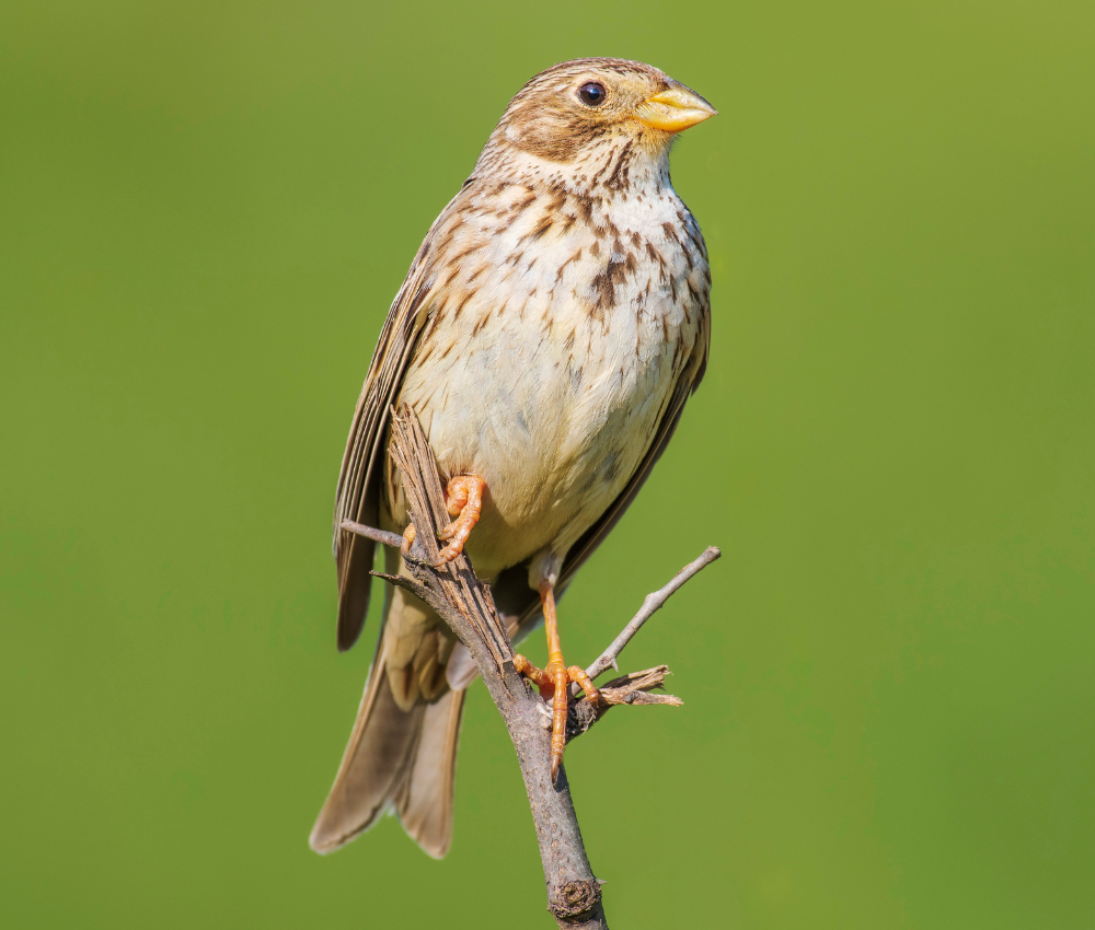 How to Get Rid of Sparrows