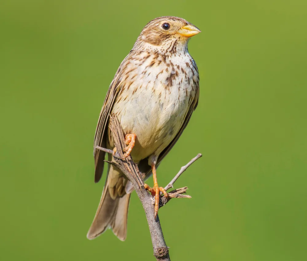 House sparrow perched on a branch, one of the bird species most responsive to peppermint oil as a natural bird repellent