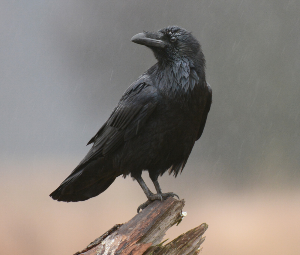 How to Get Rid of Crows