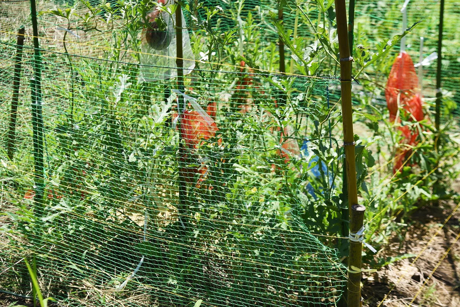 Bird netting protecting a structure