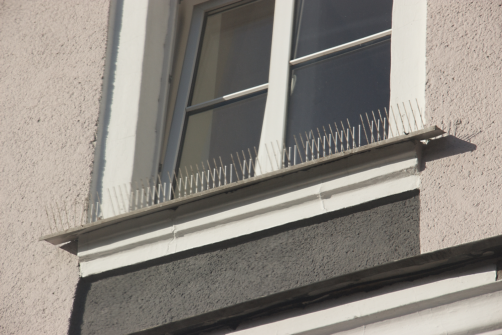 Bird spikes near a window