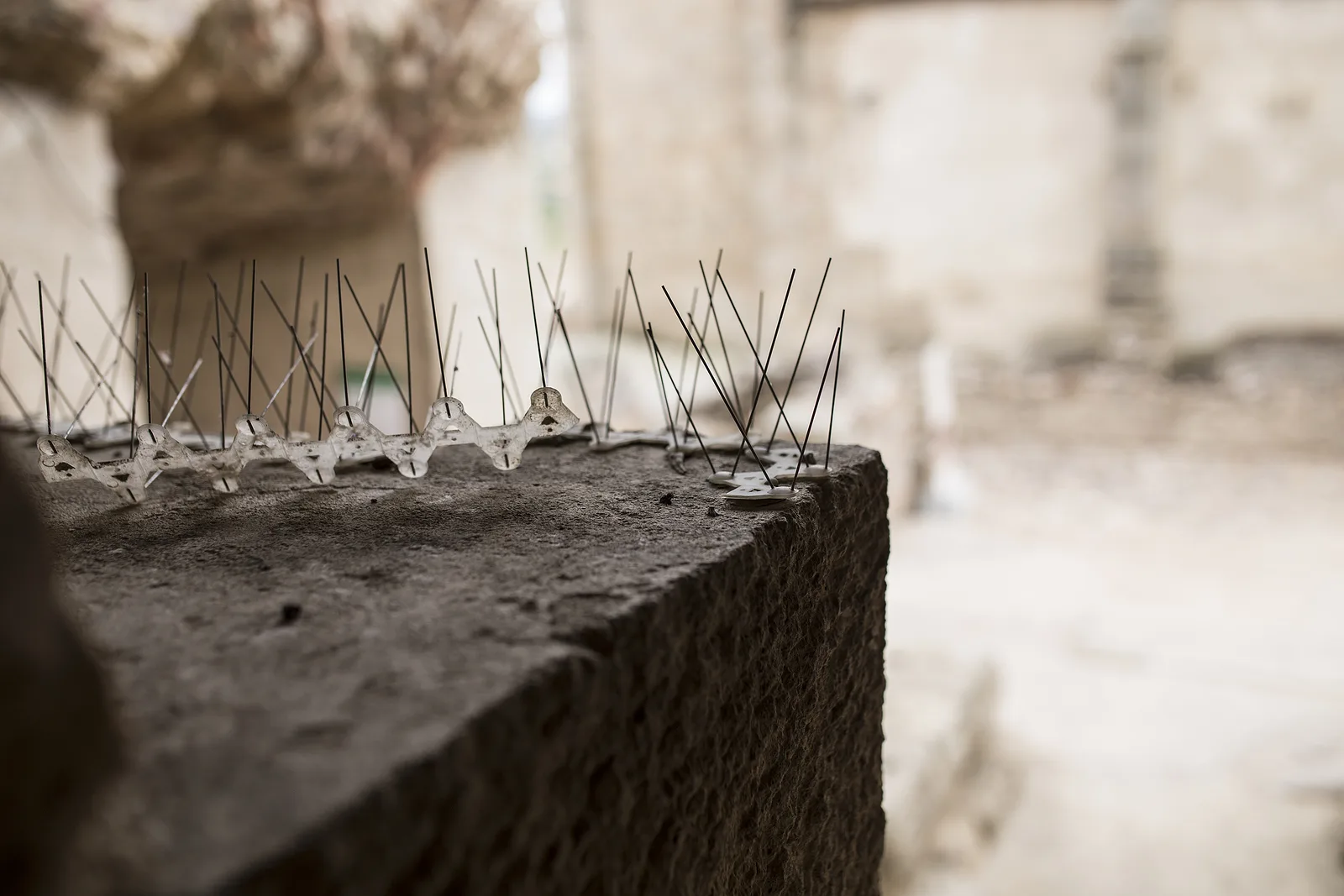 Bird spikes installed on a building ledge