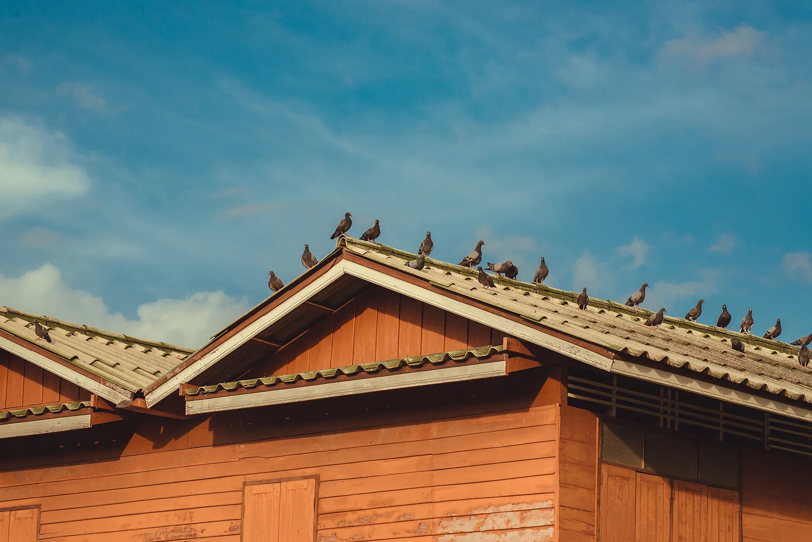 Birds on the roof of a house