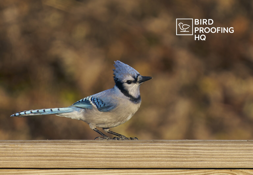 How to Get Rid of Blue Jays (Without Scaring Other Birds)