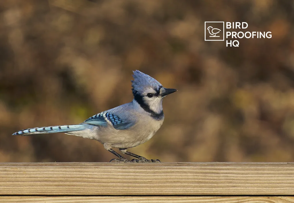 How to Get Rid of Blue Jays