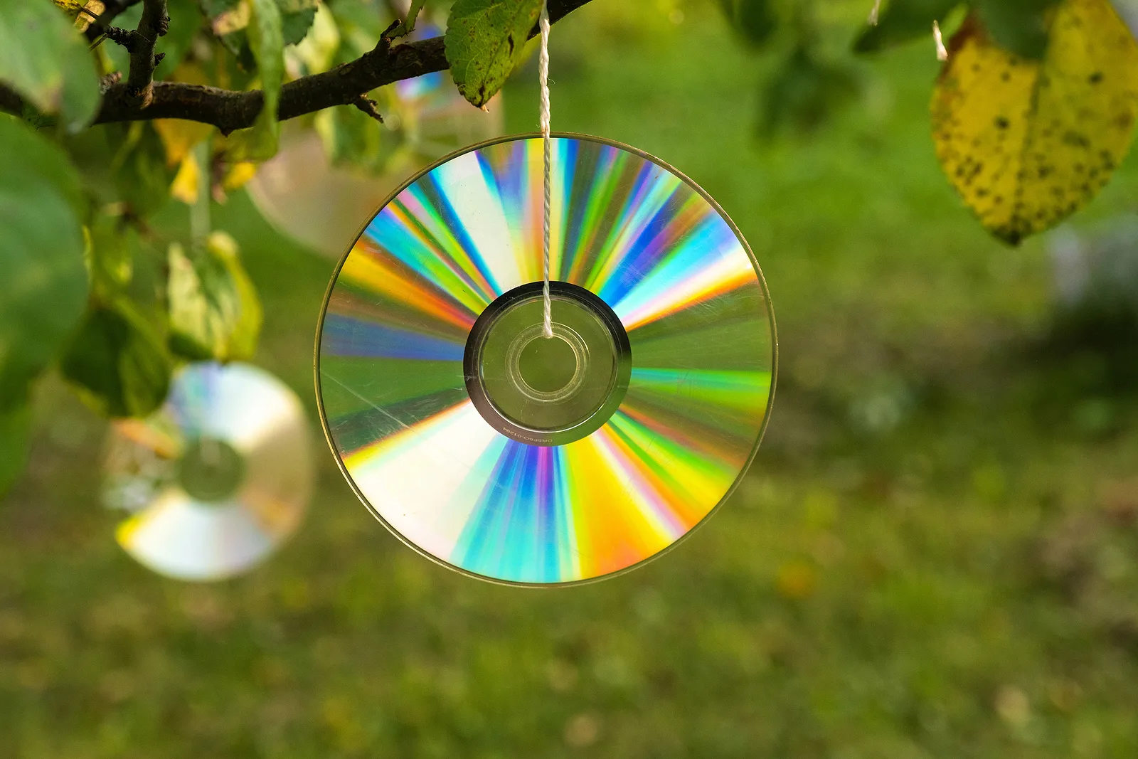 CDs hanging from a tree