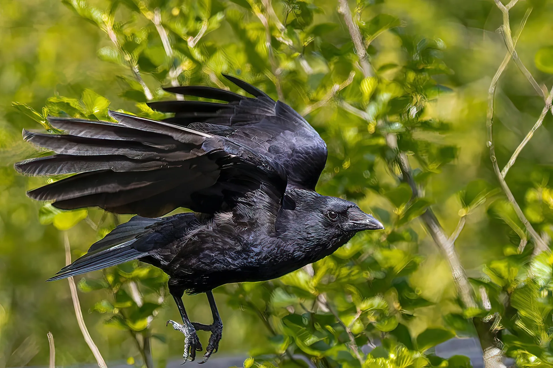 Crow with wings spread