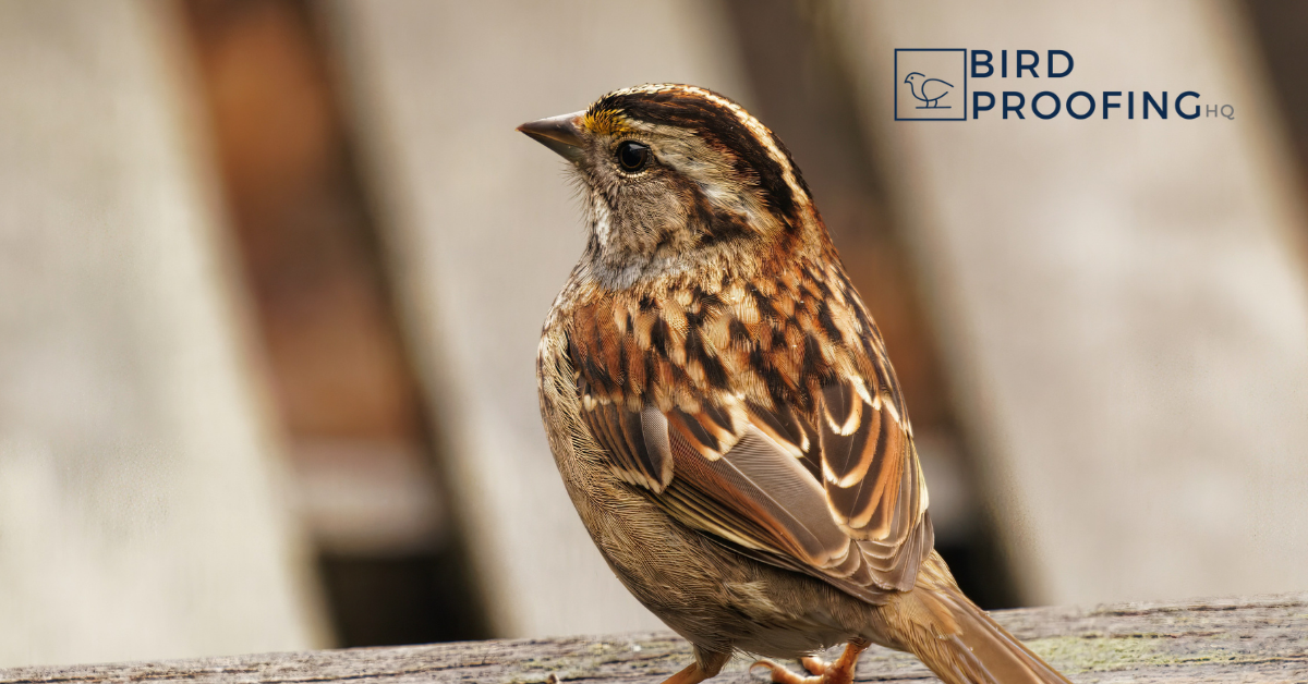 How to Get Rid of Sparrows in 2026 - Humane & Proven Solutions