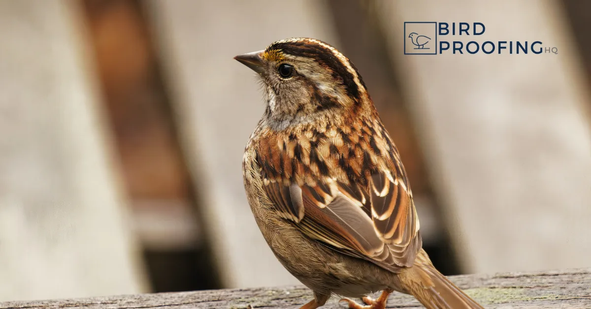 How to Get Rid of Sparrows