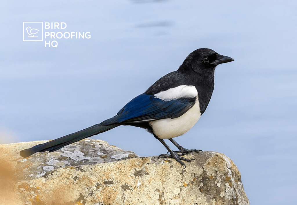How to Get Rid of Magpies: Tips for a Bird-Friendly Garden
