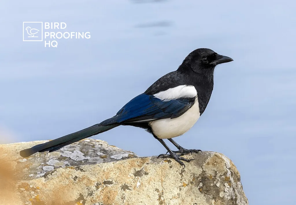 How to Get Rid of Magpies