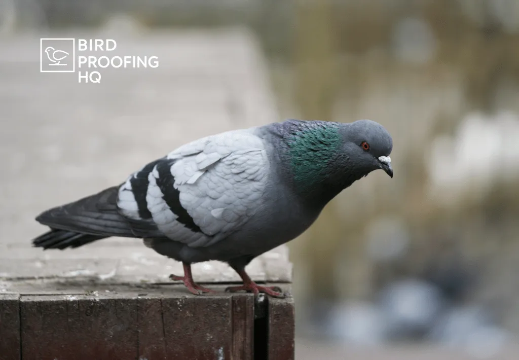 How to Get Rid of Pigeons