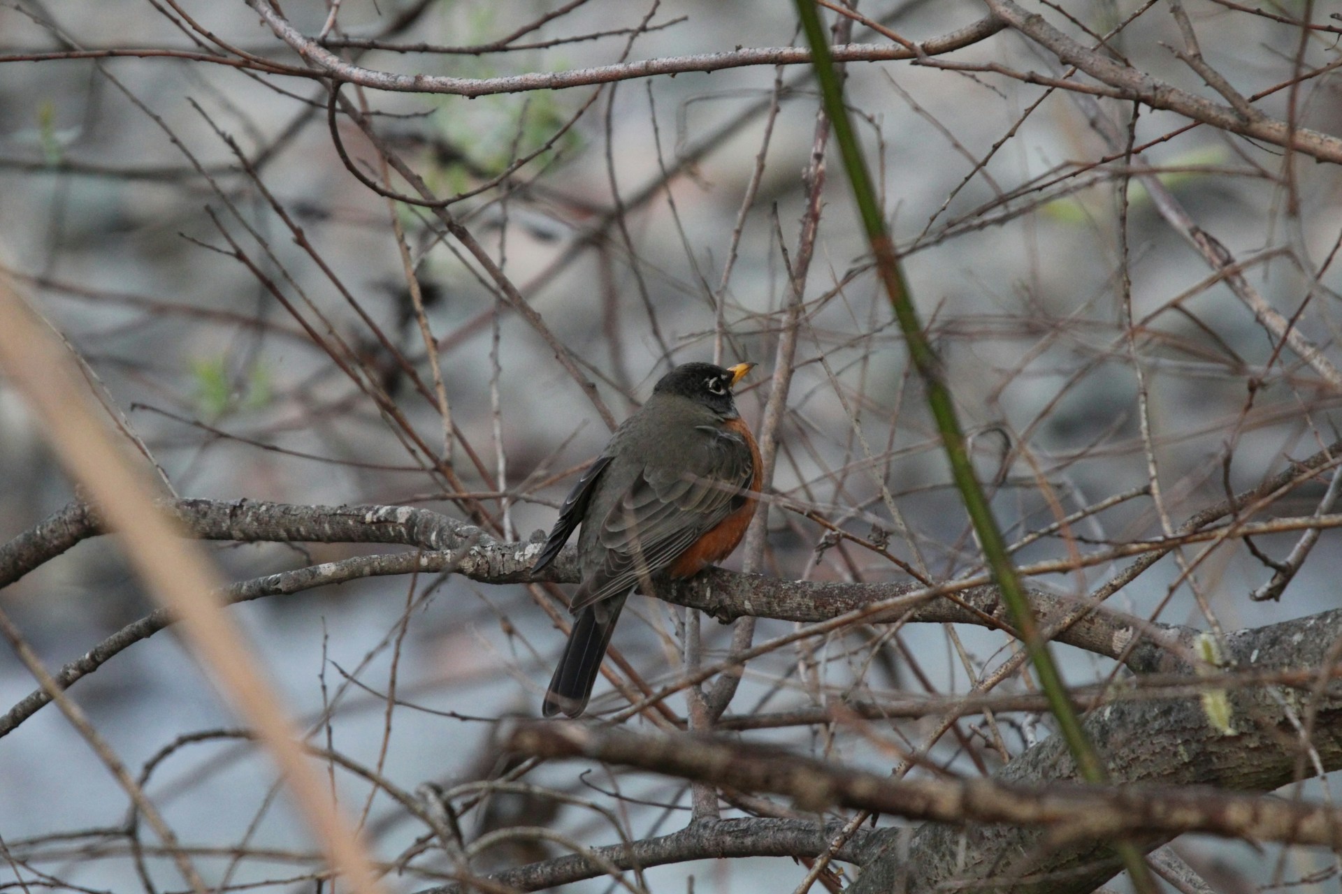 How to Get Rid of Robins in Your Yard (10 Humane Ways)
