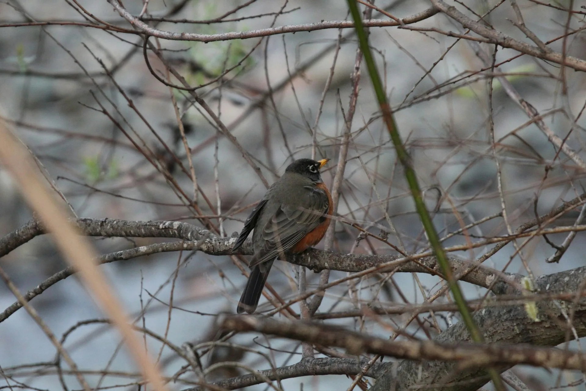 How to Get Rid of Robins