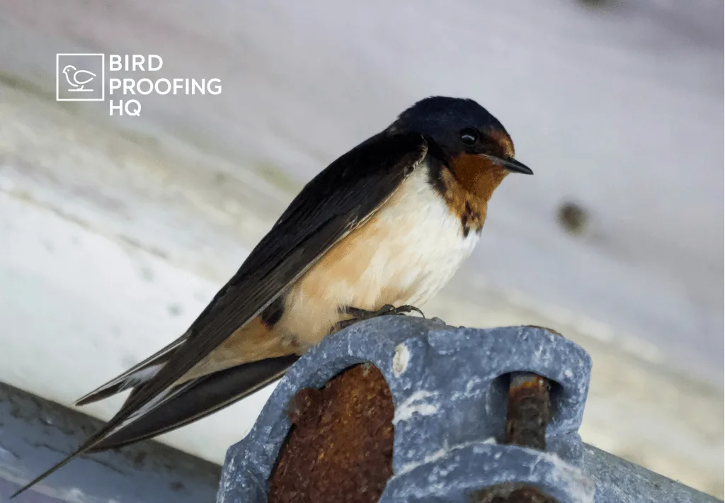 How to Get Rid of Swallows (Before They Nest)