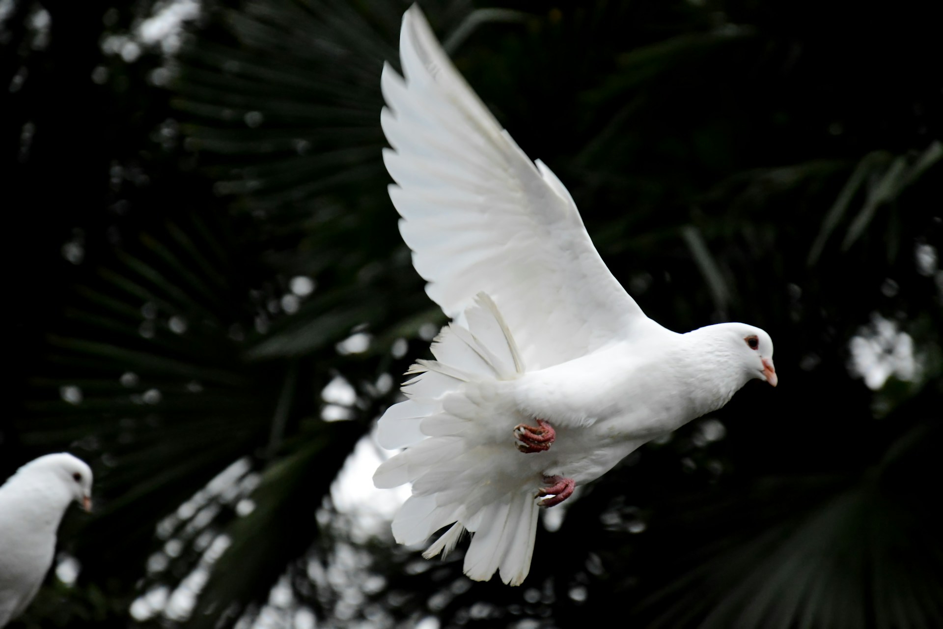 Two white doves perched together