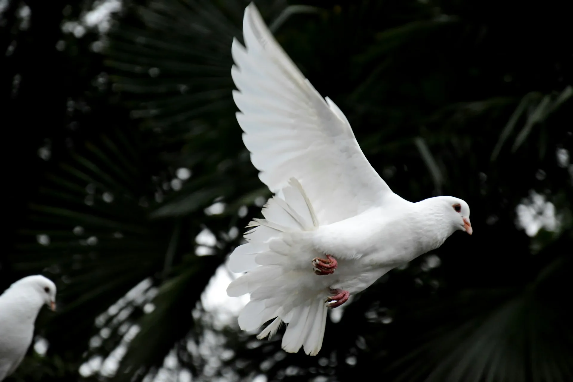 Two white doves perched together