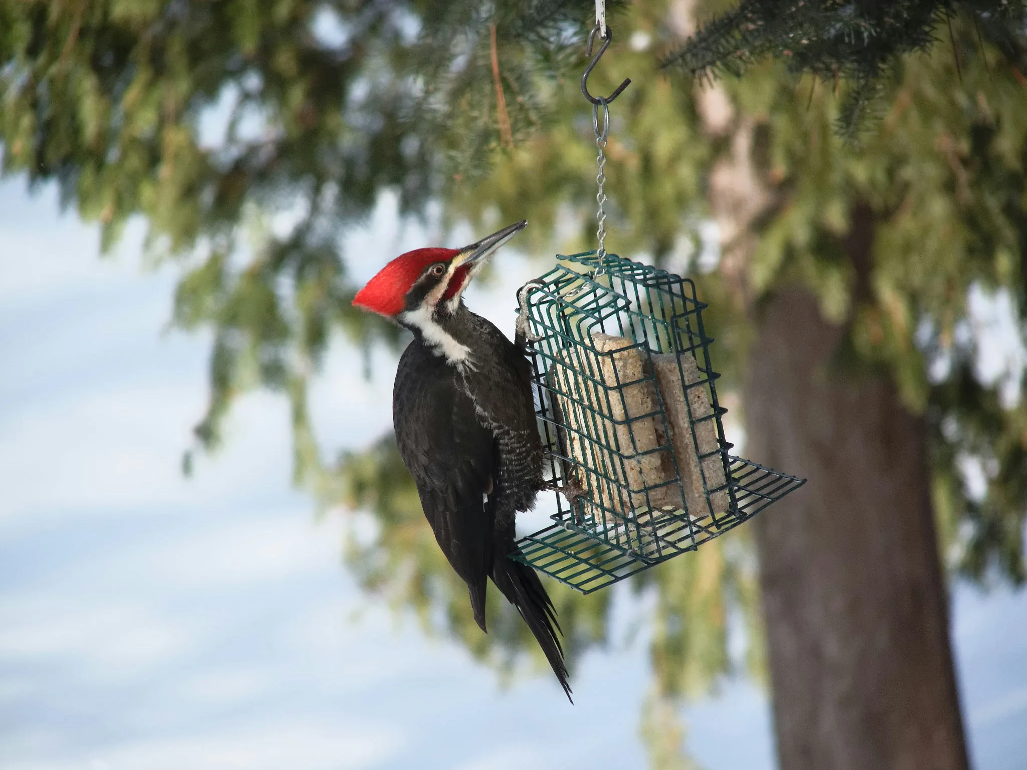 How to Get Rid of Woodpeckers