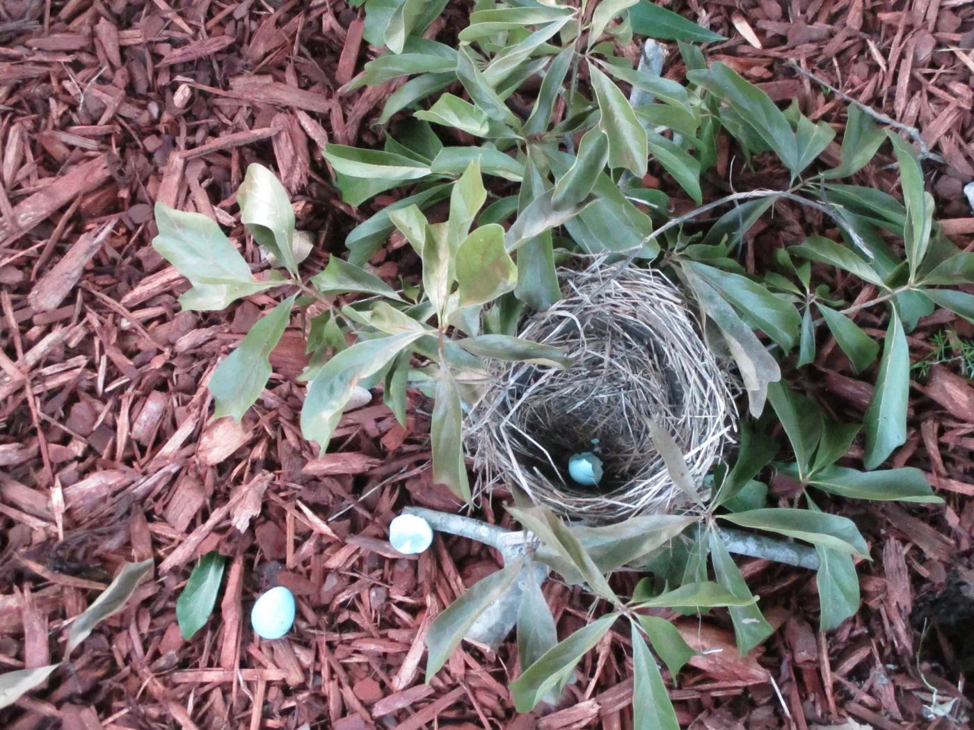 An abandoned bird nest, the most common source of bird mite infestations in homes