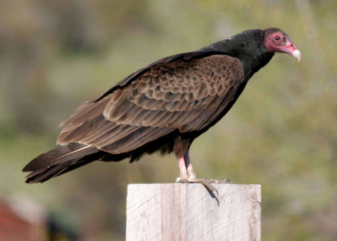 Turkey Vultures: Identification, Range, Diet, and Nesting