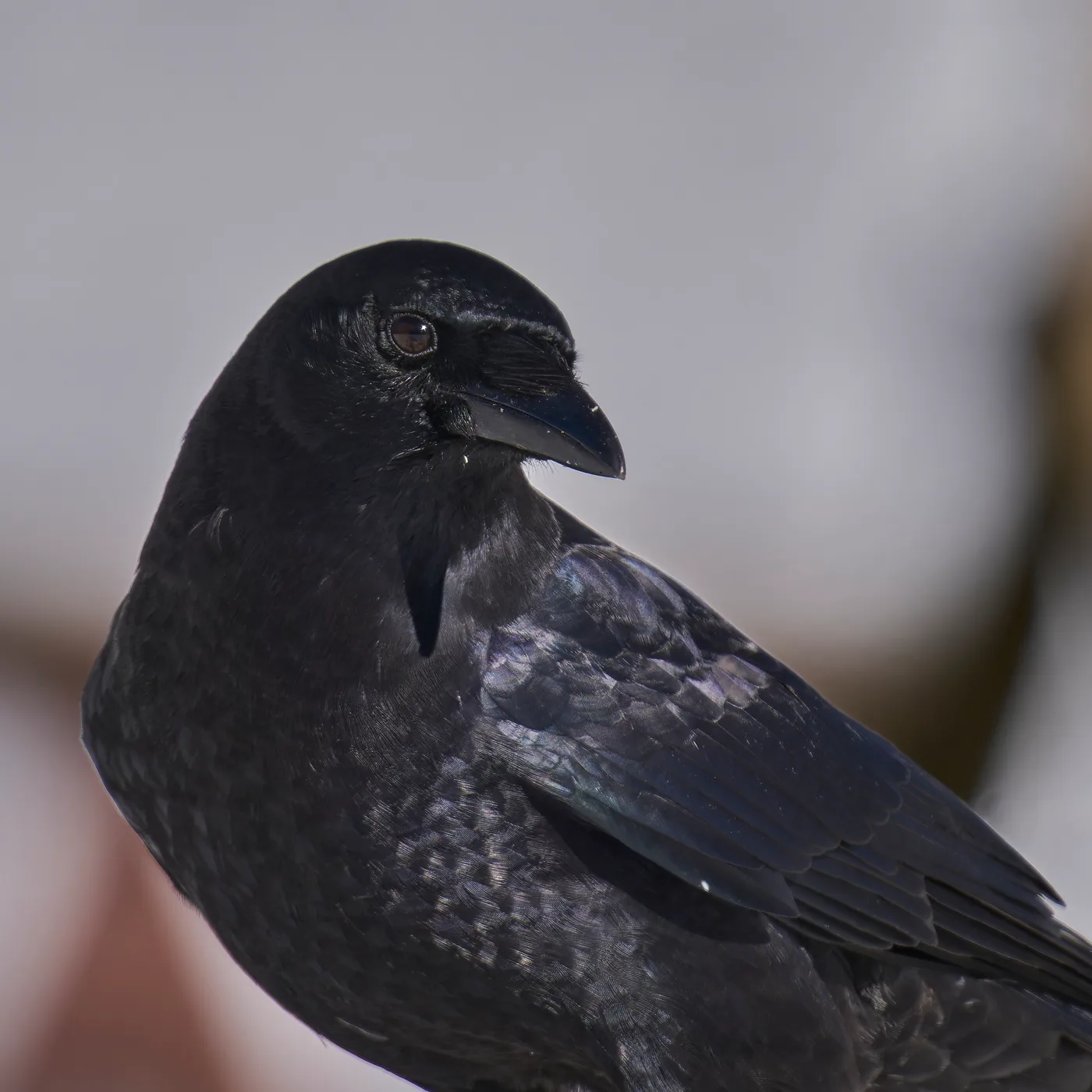 An American crow with its distinctive glossy black plumage, a common visitor to suburban yards