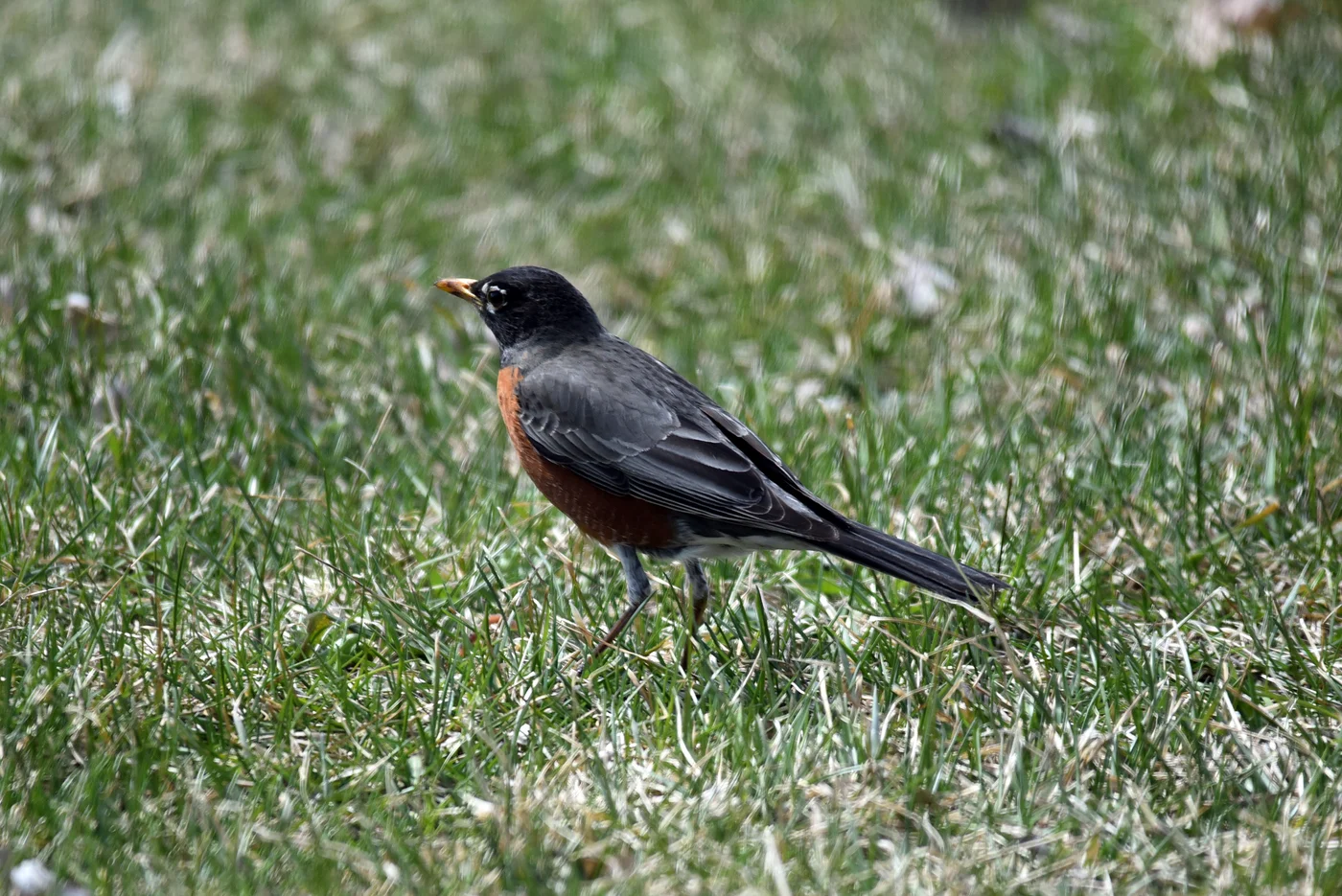 Are Birds Protected by Law? MBTA Rules Explained
