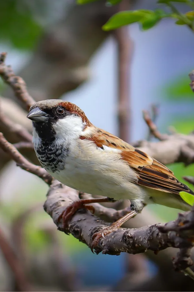 House Sparrows: Why They're a Pest and How to Stop Them
