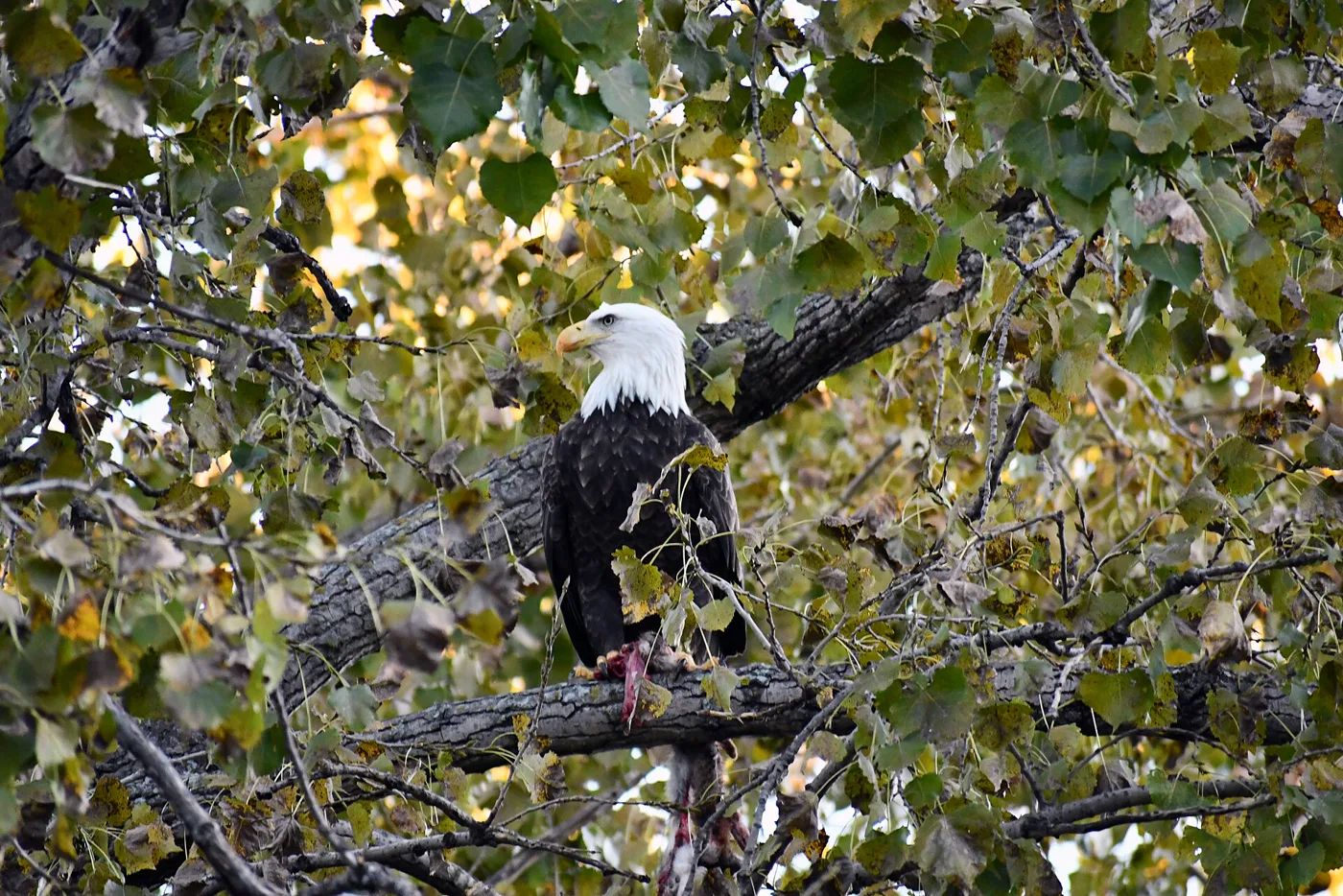 A bald eagle perched in a tree, protected under its own federal law separate from the Migratory Bird Treaty Act