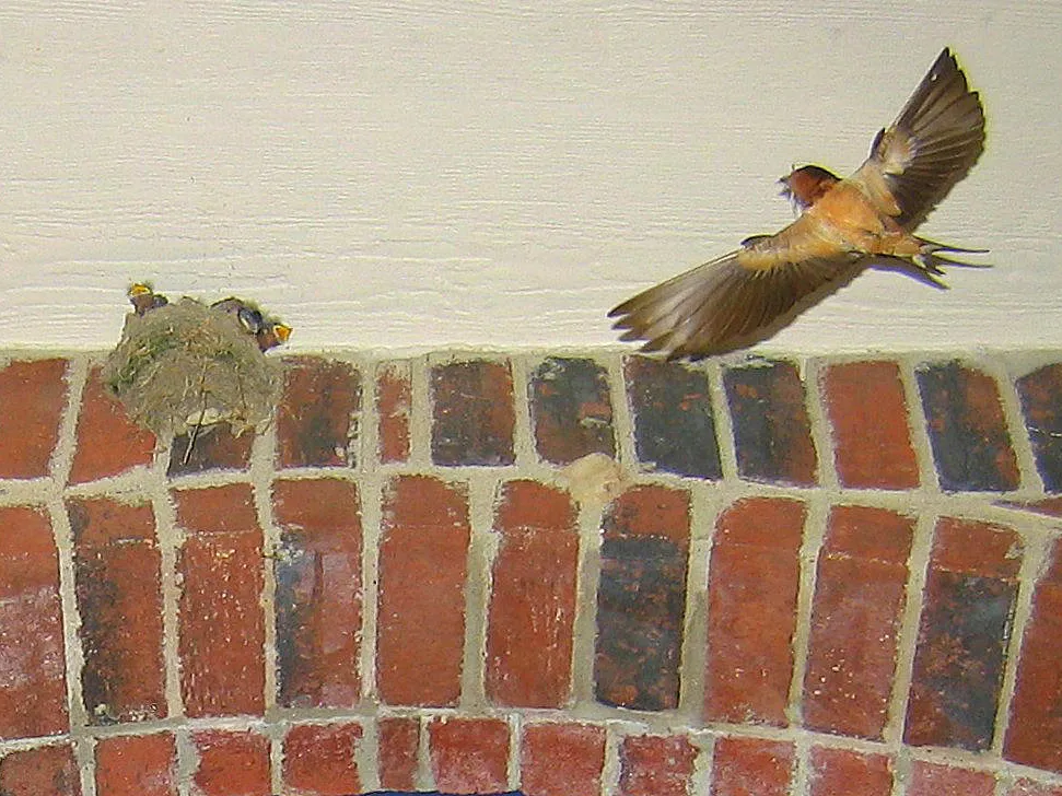 A barn swallow mud nest built against a beam, the same packed-mud style found stuck to a fascia or gutter underside