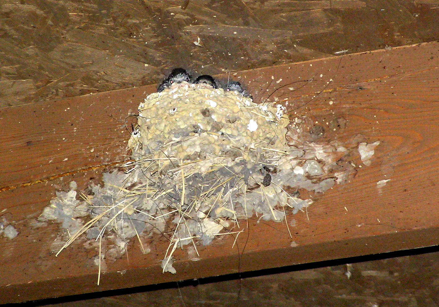 Baby barn swallows in a mud nest, the chicks that legally protect an active barn swallow nest until they fledge