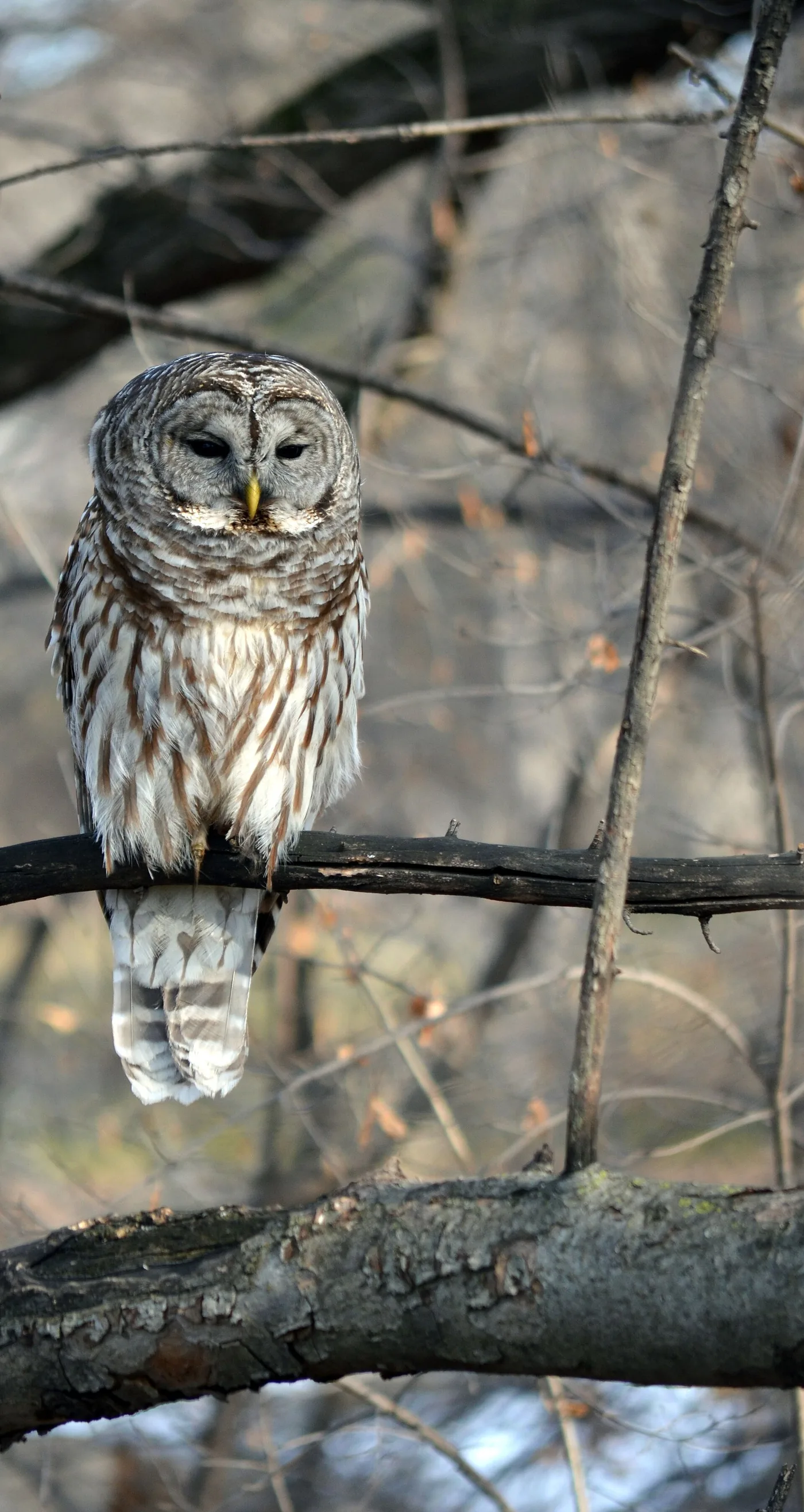 A barred owl perched on a bare branch, its dark eyes and rounded, tuftless head visible