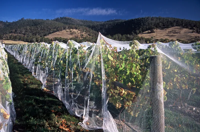 Bird netting protecting rows of grapevines near harvest