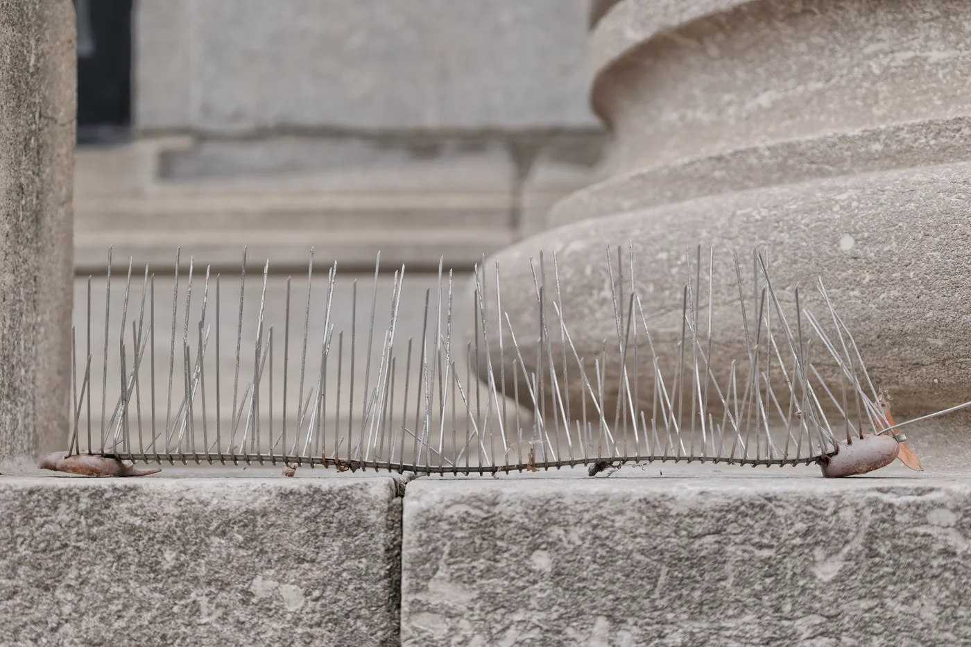 Bird control spikes installed on a stone ledge in Quebec City, showing full-coverage installation